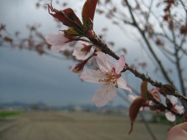 山桜アップ