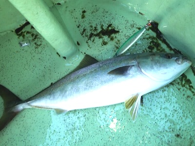 釣果報告 仙台沖 秋のワラサジギング 塩釜えびす屋さんに乗船 湘南ルアー情報局