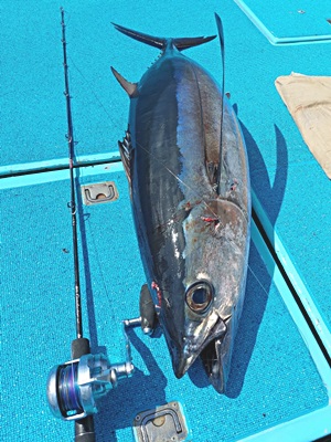 受注生産承り中!! RISE BORON B56L⁺はリフトパワーのある軽量キハダ
