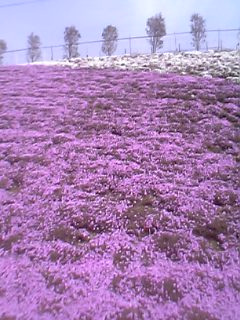 芝桜