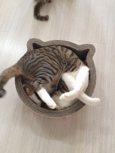 ダイビング カナウ