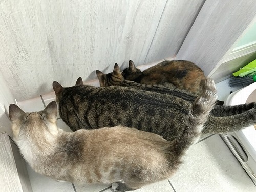 ダイビング カナウ