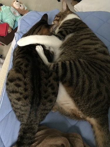 ダイビング カナウ