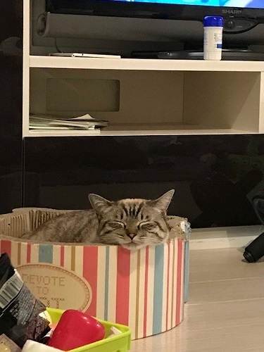ダイビング カナウ