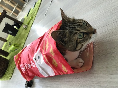 ダイビング カナウ