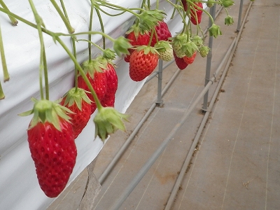 ビーバー隊 イチゴ狩りをする ボーイスカウト柏10団 いつも 元気っ