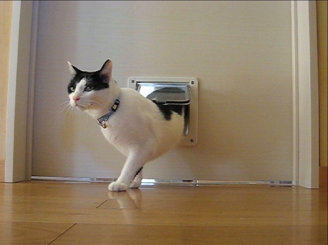 猫ドア