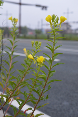 雌待宵草