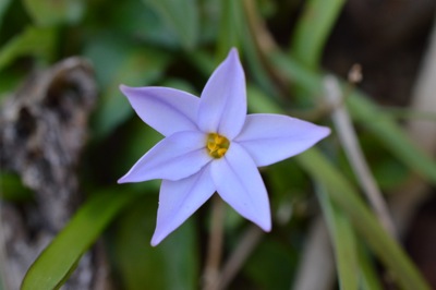 ハナニラと食用の花ニラとは違います おおた鍼灸院 漢方薬店