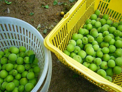 DSCF9910.jpg