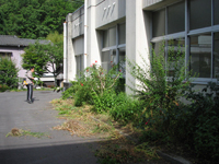 倉石先生草刈り
