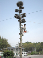 こちらの木もきれいに剪定。