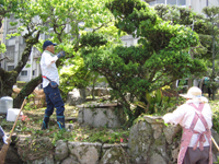 こっちの木も