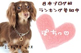 にほんブログ村 犬ブログ ミニチュアダックスフンドへ