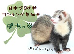 にほんブログ村 小動物ブログ フェレットへ