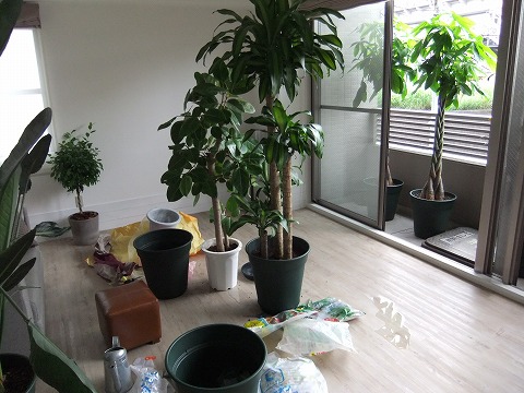 植物の植え替え