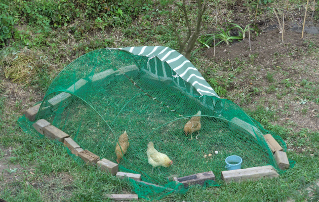 □チキントラクター | 自然素材といのちの場