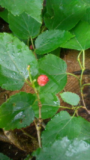 2012090416220000.jpg