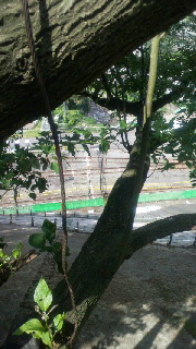 2012092507110000.jpg