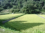 日南町の田んぼ