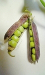えんどう豆拡大