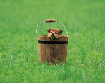 犬