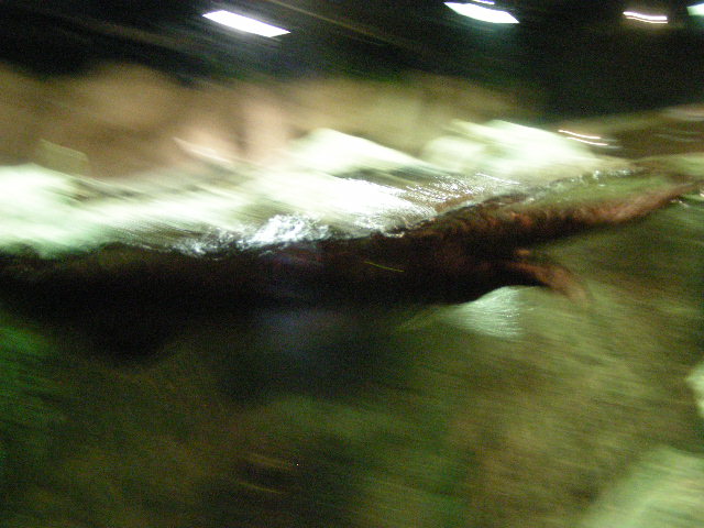 DSCN1339.JPG