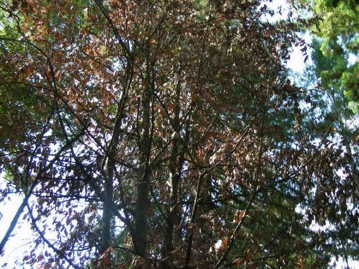 th_DSCN0459.jpg