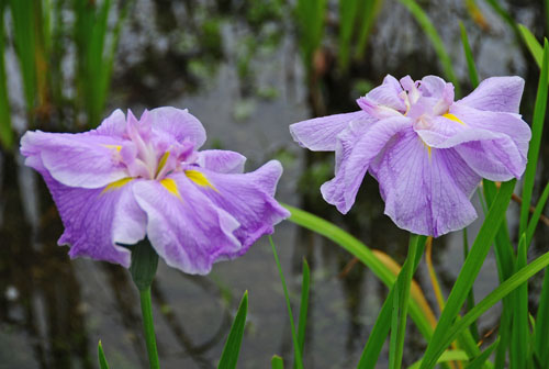 6 DSC_5154.jpg