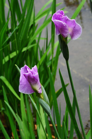 8 DSC_5199.jpg