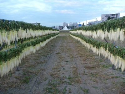 大根ロード