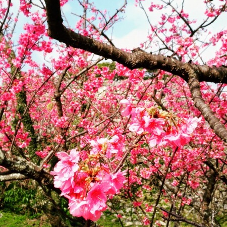 今帰仁城の寒緋桜