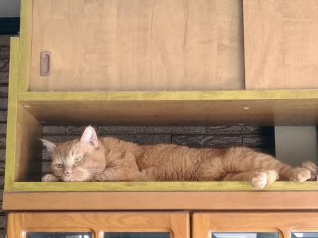 やる気なしの猫