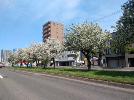 環状通はりんごの花が満開