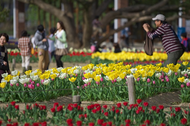 万博記念公園 吹田市 のチューリップフェスタのレポート おおさからんどblog 大阪の行楽スポット イベントガイド