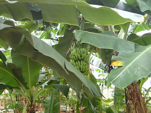 s-PA280226.jpg