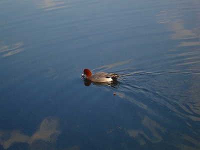 DSC09057.jpg