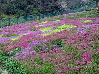 画像140405 021_edited-1.jpg