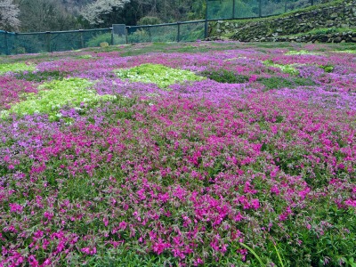 画像140405 022_edited-1.jpg