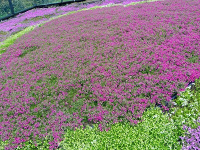 画像140405 026_edited-1.jpg