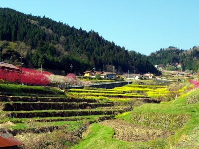画像140415 001_edited-1.jpg