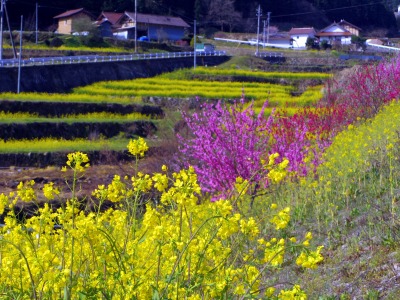 画像140415 003_edited-1.jpg