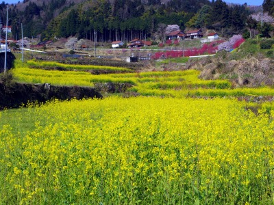 画像140415 010_edited-1.jpg