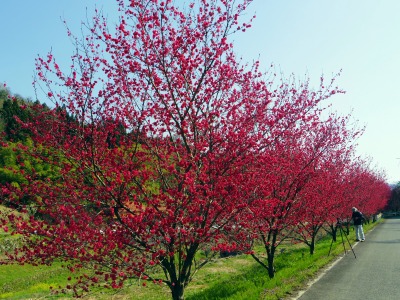 画像140415 012_edited-1.jpg