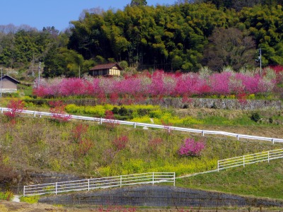画像140415 013_edited-1.jpg