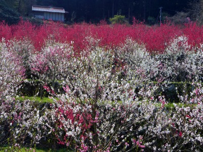 画像140415 017_edited-1.jpg
