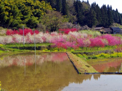 画像140415 021_edited-1.jpg