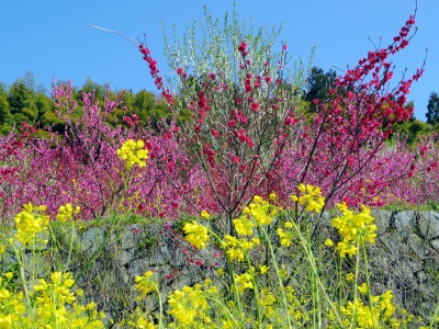 画像140415 025_edited-1.jpg