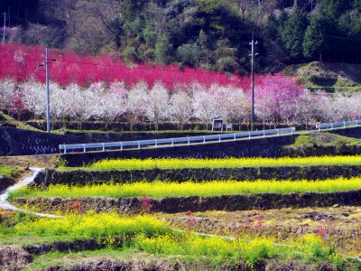 画像140415 033_edited-1.jpg