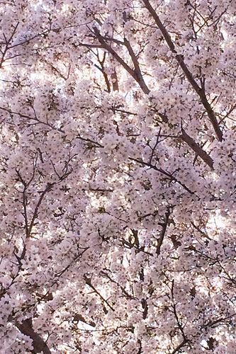 桜 栃木県 群馬県 家 建築家 建築設計事務所 デザイン デザイナー